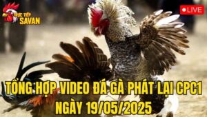 Tổng Hợp Video Đá Gà Phát Lại CPC1 Ngày 19/05/2025