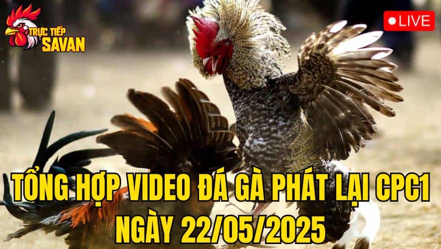 Tổng Hợp Video Đá Gà Phát Lại CPC1 Ngày 22/05/2025