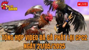 Tổng Hợp Video Đá Gà Phát Lại CPC2 Ngày 21/05/2025