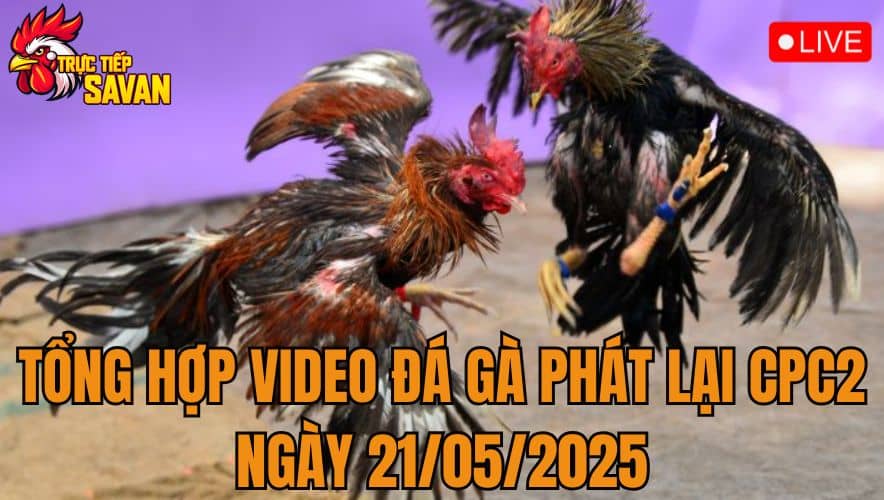 Tổng Hợp Video Đá Gà Phát Lại CPC2 Ngày 21/05/2025