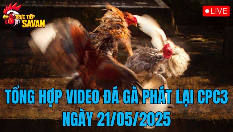 Tổng Hợp Video Đá Gà Phát Lại CPC3 Ngày 21/05/2025