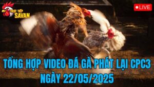 Tổng Hợp Video Đá Gà Phát Lại CPC3 Ngày 22/05/2025